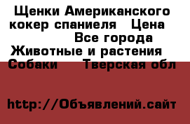 Щенки Американского кокер спаниеля › Цена ­ 15 000 - Все города Животные и растения » Собаки   . Тверская обл.